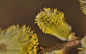 Cégnév eredete - Mi az, hogy Perennis?